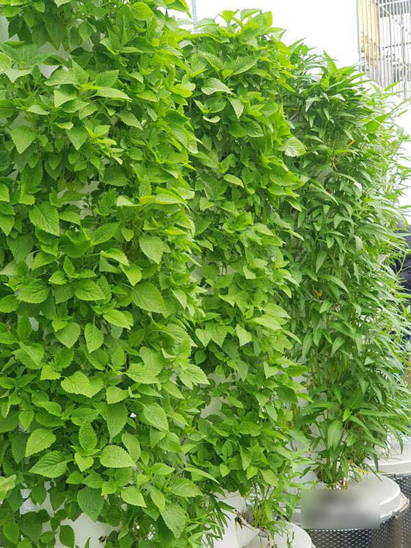 Biết vợ mang bầu, ông bố Sài Thành quyết trồng rau sạch bảo vệ sức khỏe vợ con