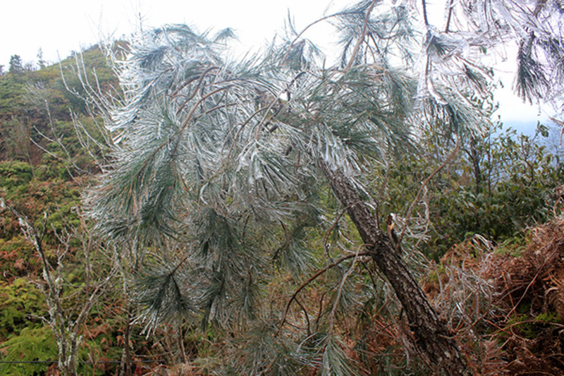 Video: Lên đỉnh Fansipan, thiếu nữ đắm say hứng tuyết