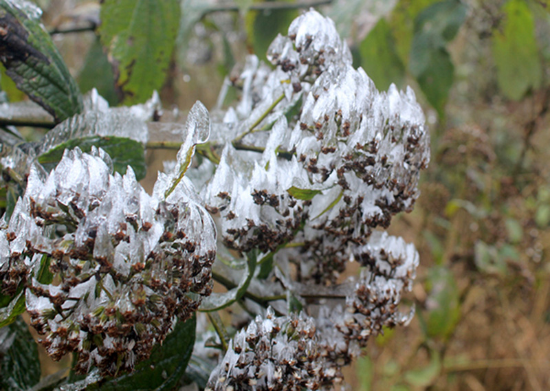 Video: Lên đỉnh Fansipan, thiếu nữ đắm say hứng tuyết