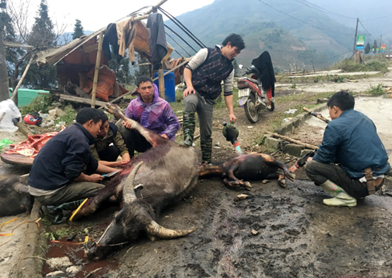 Video: Lên đỉnh Fansipan, thiếu nữ đắm say hứng tuyết