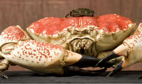 Cua Australia khổng lồ giá vài chục triệu một con