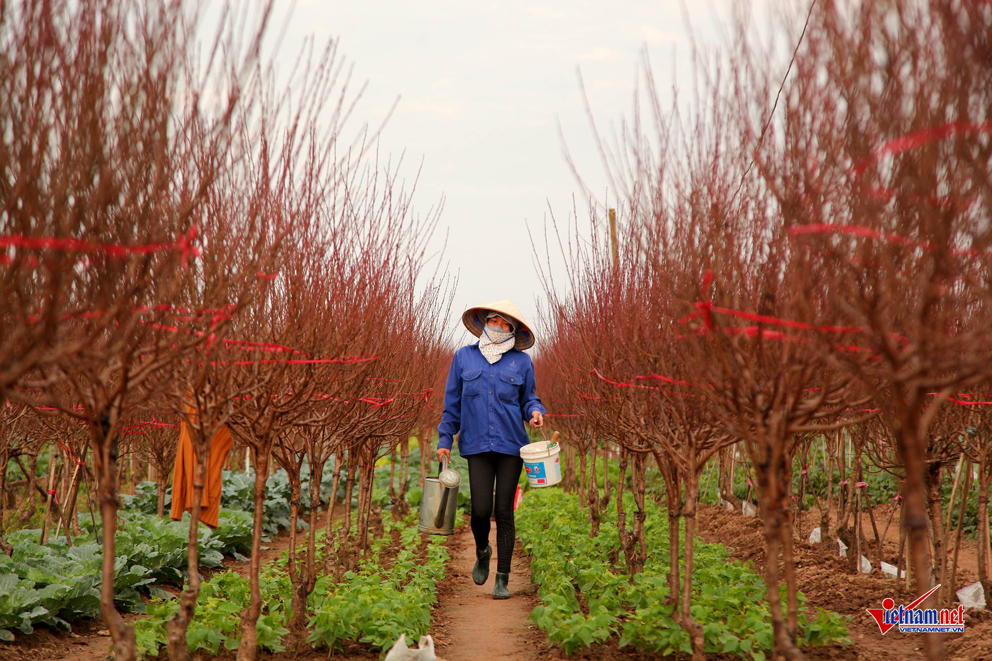 Ngắm đào Nhật Tân khoe sắc sớm trên phố Hà Nội