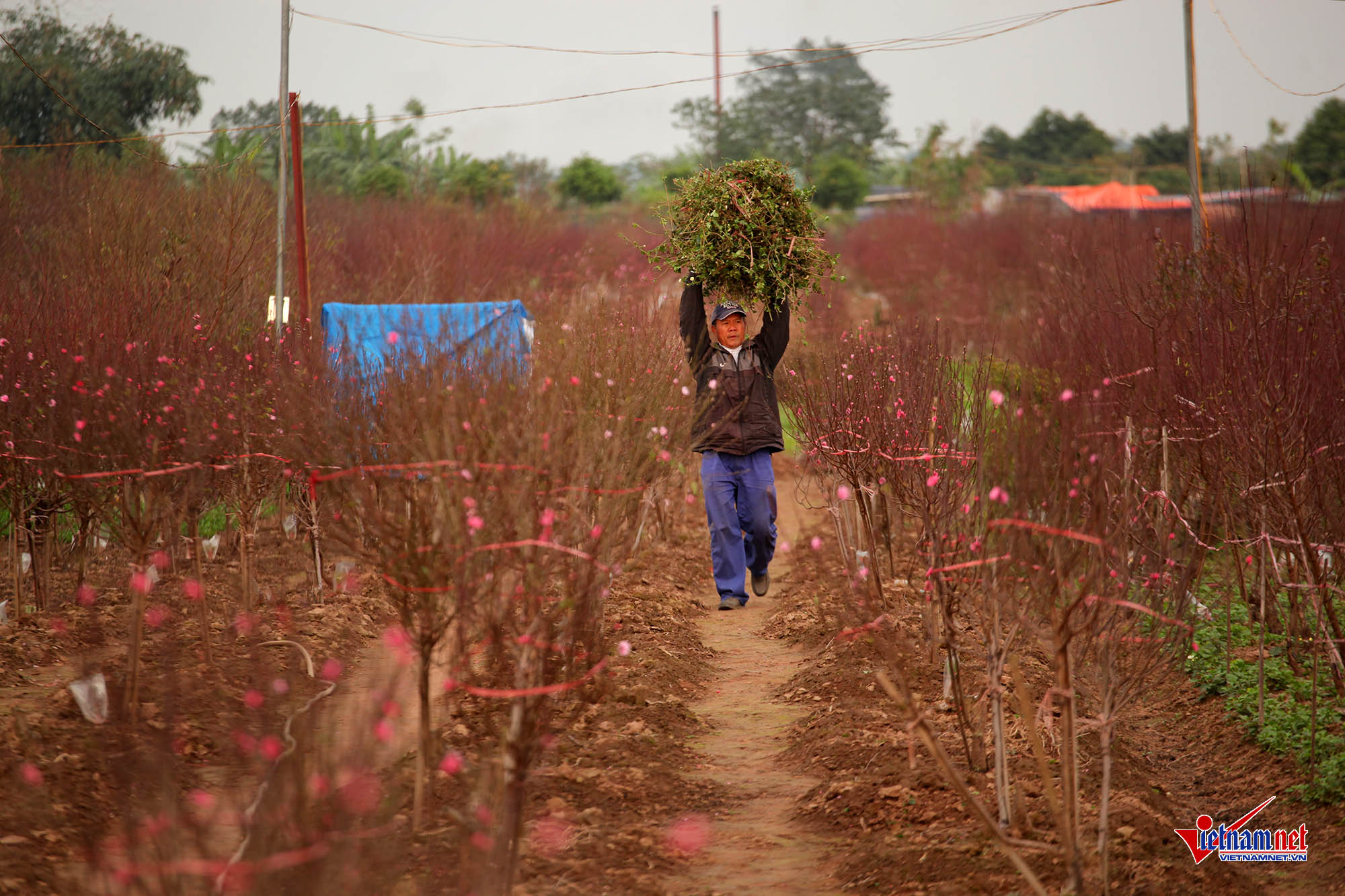 Ngắm đào Nhật Tân khoe sắc sớm trên phố Hà Nội