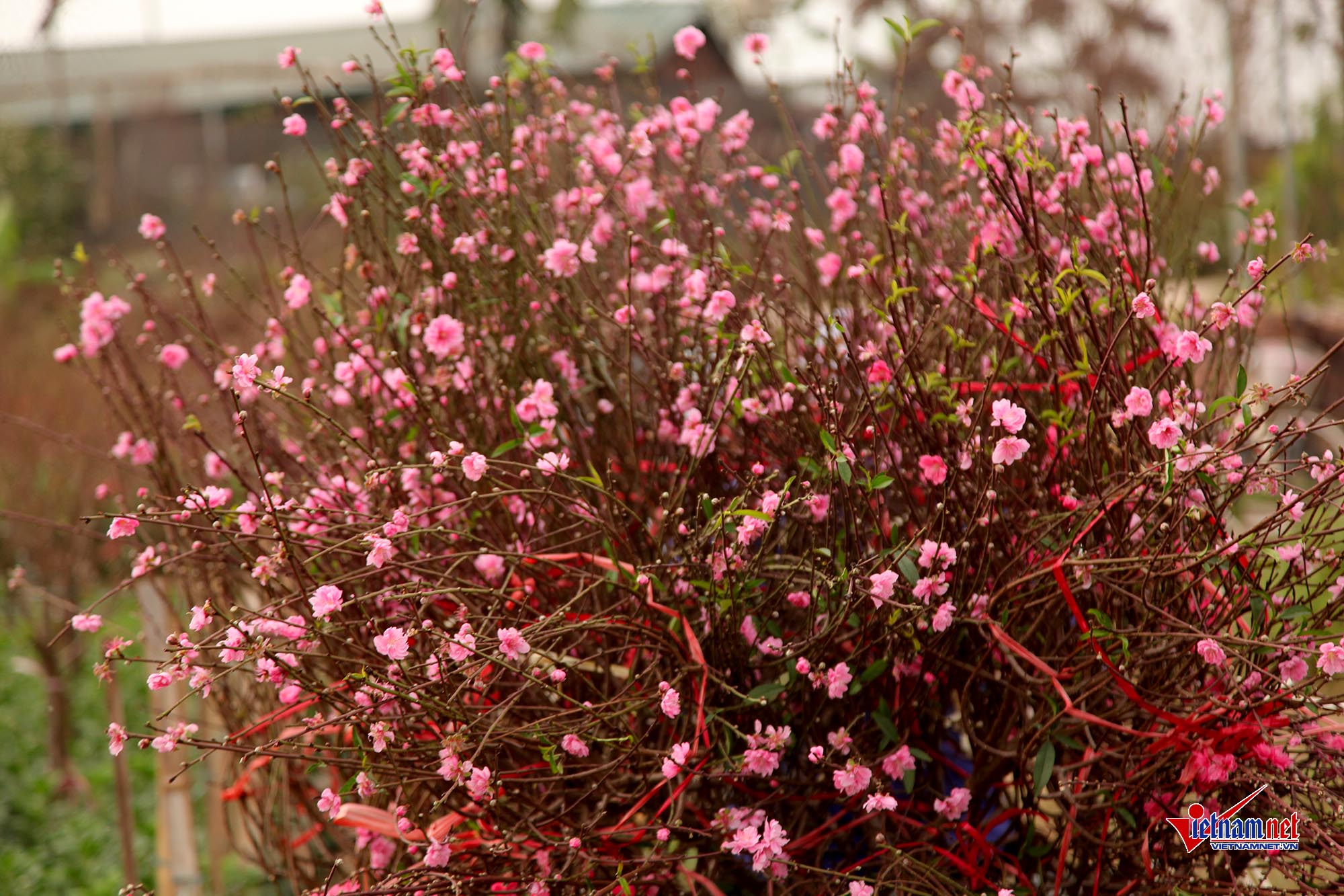 Ngắm đào Nhật Tân khoe sắc sớm trên phố Hà Nội