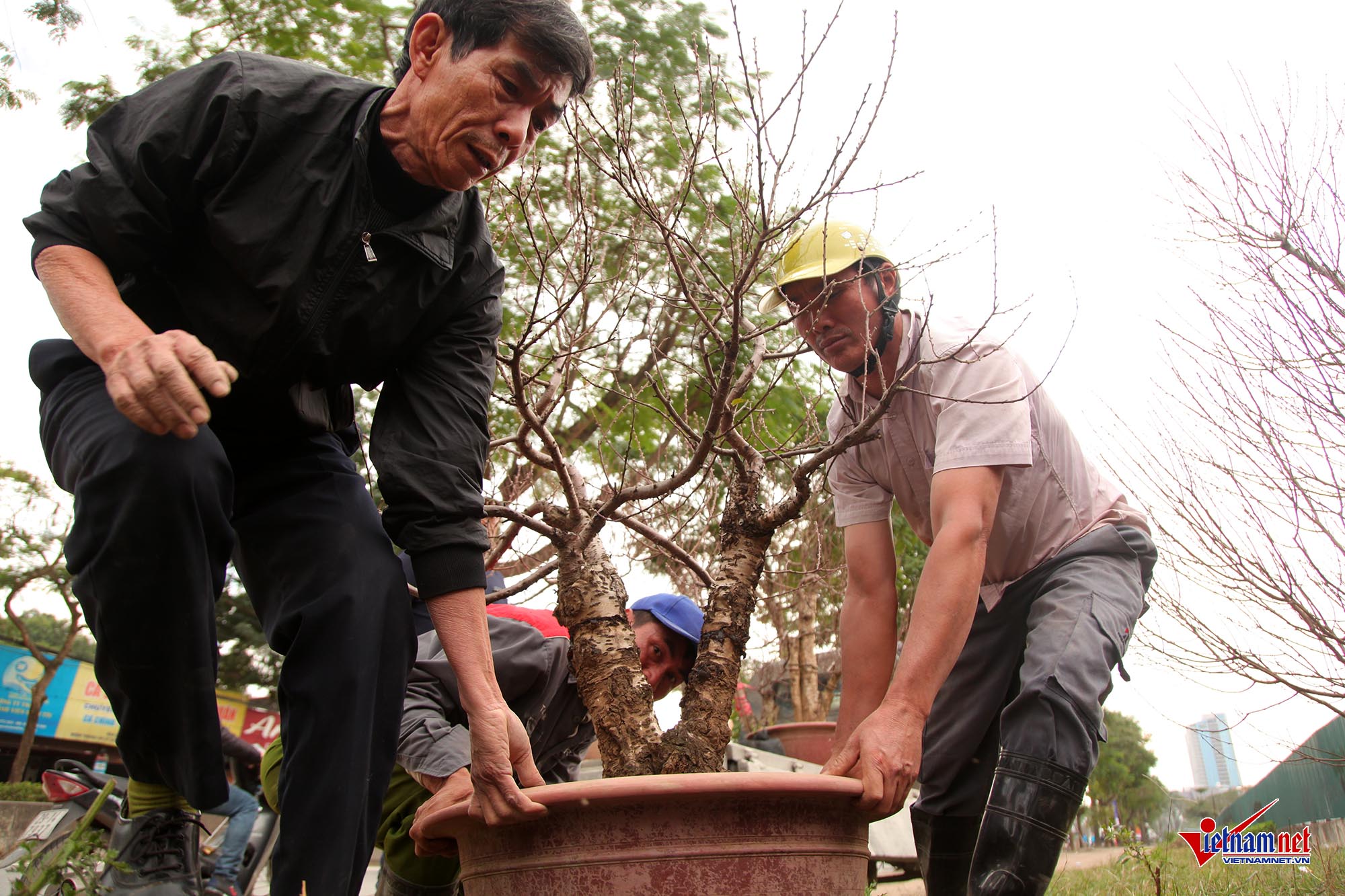 Ngắm đào Nhật Tân khoe sắc sớm trên phố Hà Nội