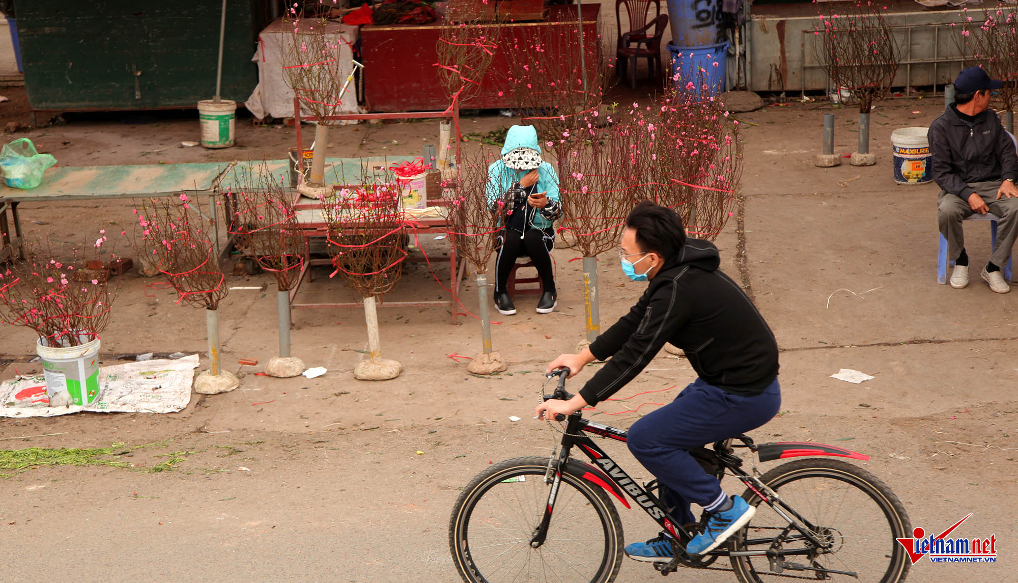 Ngắm đào Nhật Tân khoe sắc sớm trên phố Hà Nội