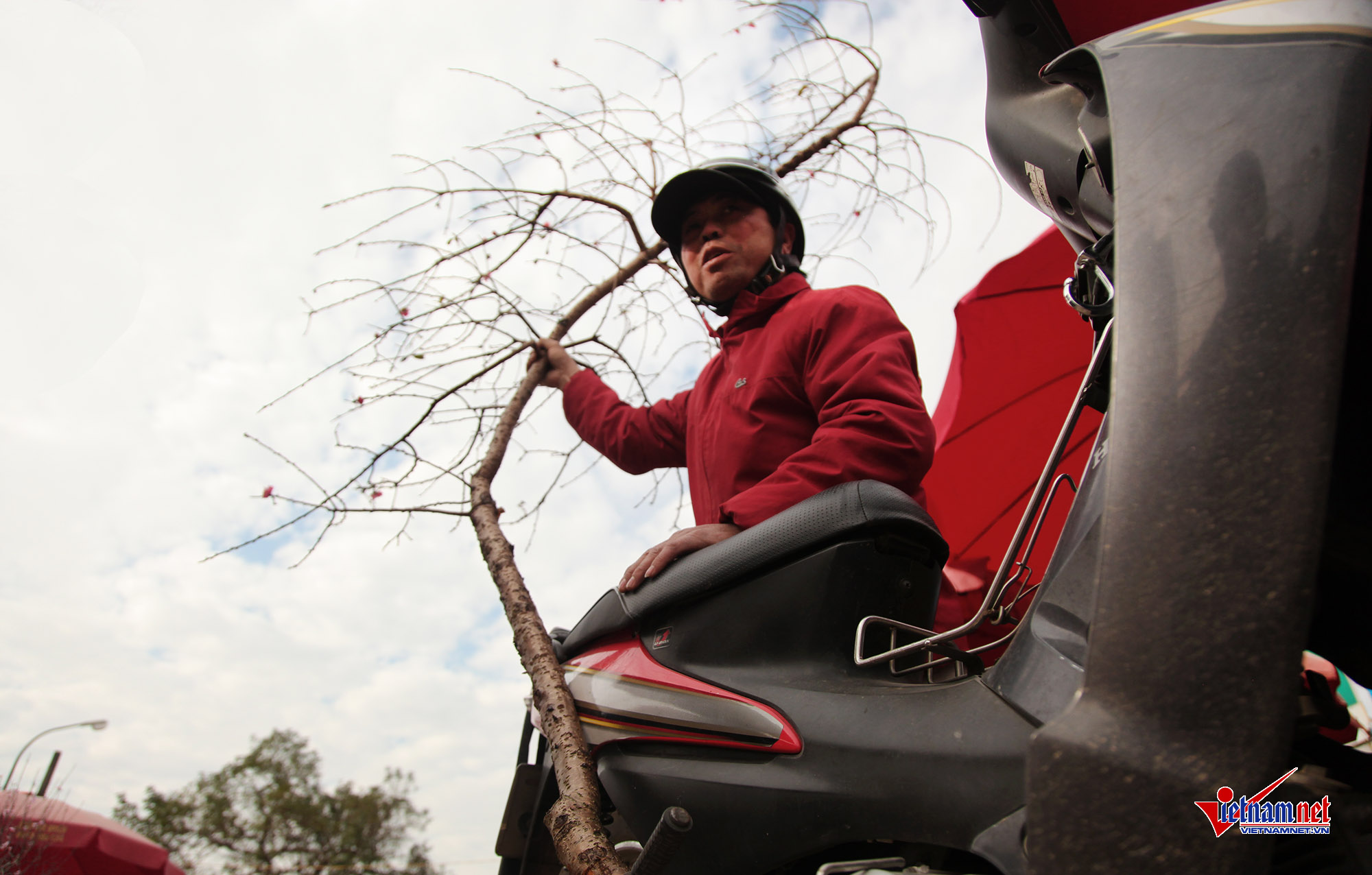 Ngắm đào Nhật Tân khoe sắc sớm trên phố Hà Nội