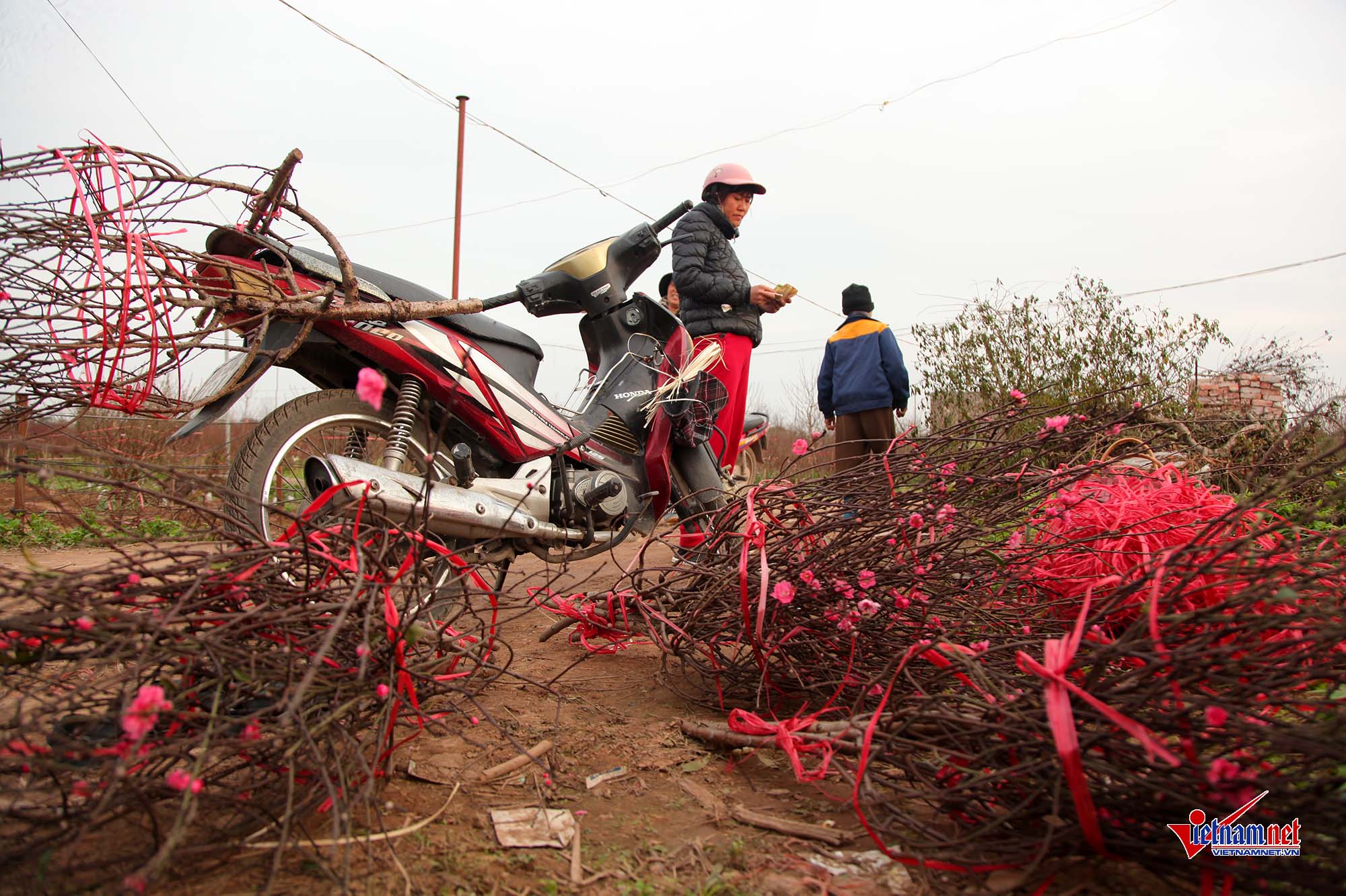 Ngắm đào Nhật Tân khoe sắc sớm trên phố Hà Nội