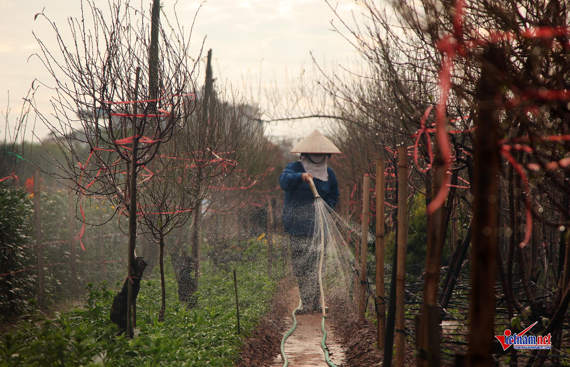 Ngắm đào Nhật Tân khoe sắc sớm trên phố Hà Nội