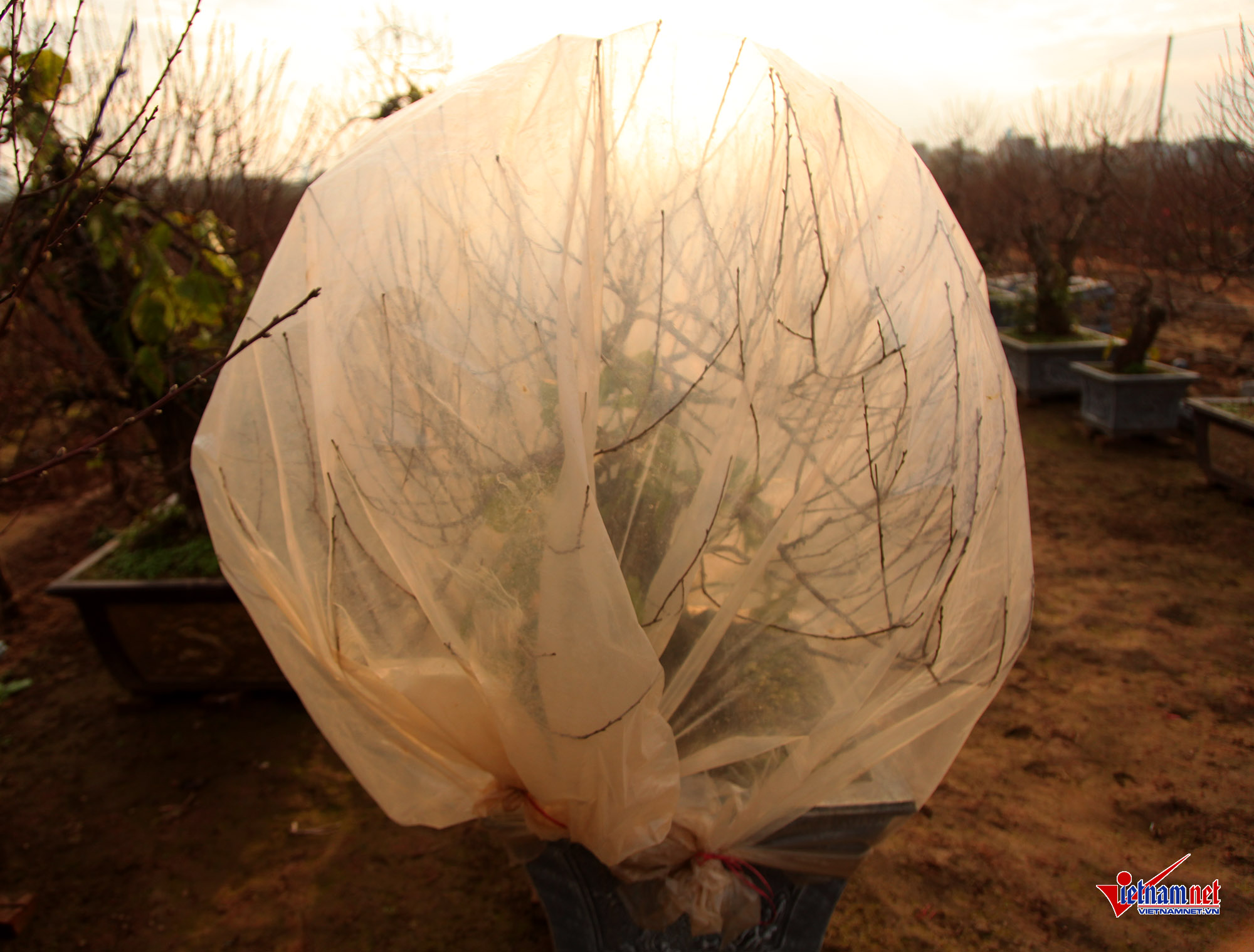 Ngắm đào Nhật Tân khoe sắc sớm trên phố Hà Nội