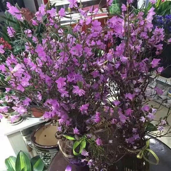 Đỗ quyên ngủ đông: Hoa lạ như củi khô, cơn sốt Tết 2018