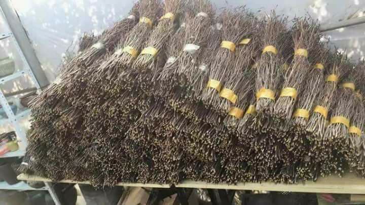 Đỗ quyên ngủ đông: Hoa lạ như củi khô, cơn sốt Tết 2018