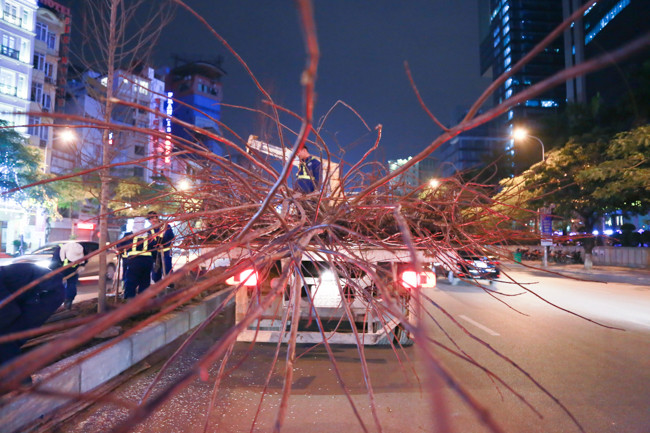 Ảnh: Tuyến phố Thủ đô trồng hàng trăm cây phong lá đỏ như Nhật Bản