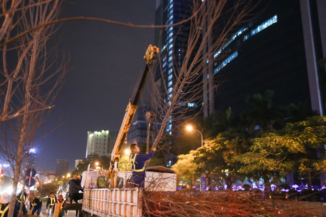 Ảnh: Tuyến phố Thủ đô trồng hàng trăm cây phong lá đỏ như Nhật Bản