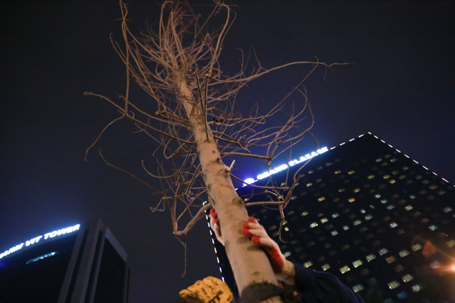 Ảnh: Tuyến phố Thủ đô trồng hàng trăm cây phong lá đỏ như Nhật Bản