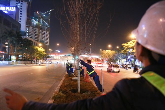 Ảnh: Tuyến phố Thủ đô trồng hàng trăm cây phong lá đỏ như Nhật Bản