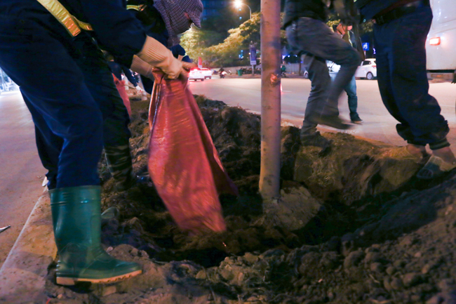 Ảnh: Tuyến phố Thủ đô trồng hàng trăm cây phong lá đỏ như Nhật Bản