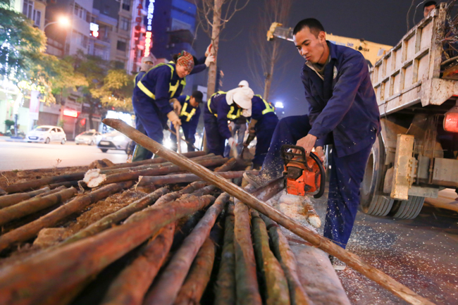 Ảnh: Tuyến phố Thủ đô trồng hàng trăm cây phong lá đỏ như Nhật Bản