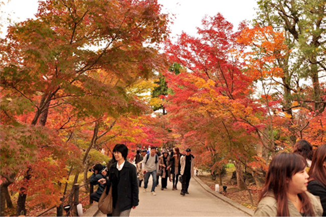 Ảnh: Tuyến phố Thủ đô trồng hàng trăm cây phong lá đỏ như Nhật Bản