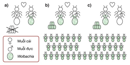 Tháng 3 thả muỗi Wolbachia để diệt muỗi sốt xuất huyết