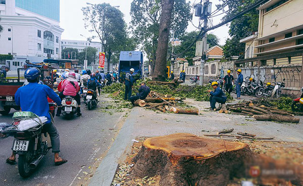 Chùm ảnh: Người Sài Gòn đặt hoa hồng trên gốc những hàng cây xanh bị đốn hạ ở đuờng Tôn Đức Thắng