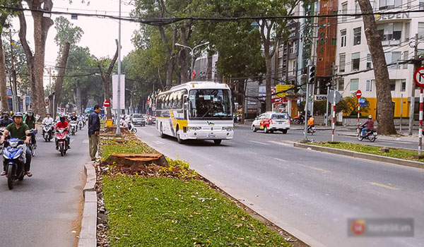 Chùm ảnh: Người Sài Gòn đặt hoa hồng trên gốc những hàng cây xanh bị đốn hạ ở đuờng Tôn Đức Thắng Chùm ảnh: Người Sài Gòn đặt hoa hồng trên gốc những hàng cây xanh bị đốn hạ ở đuờng Tôn Đức Thắng