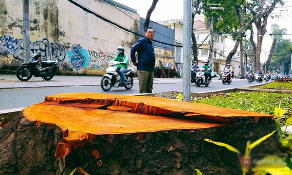 Chùm ảnh: Người Sài Gòn đặt hoa hồng trên gốc những hàng cây xanh bị đốn hạ ở đuờng Tôn Đức Thắng