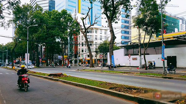 Chùm ảnh: Người Sài Gòn đặt hoa hồng trên gốc những hàng cây xanh bị đốn hạ ở đuờng Tôn Đức Thắng