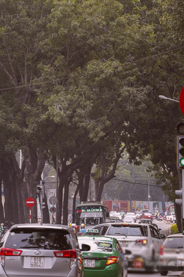 Chùm ảnh: Người Sài Gòn đặt hoa hồng trên gốc những hàng cây xanh bị đốn hạ ở đuờng Tôn Đức Thắng