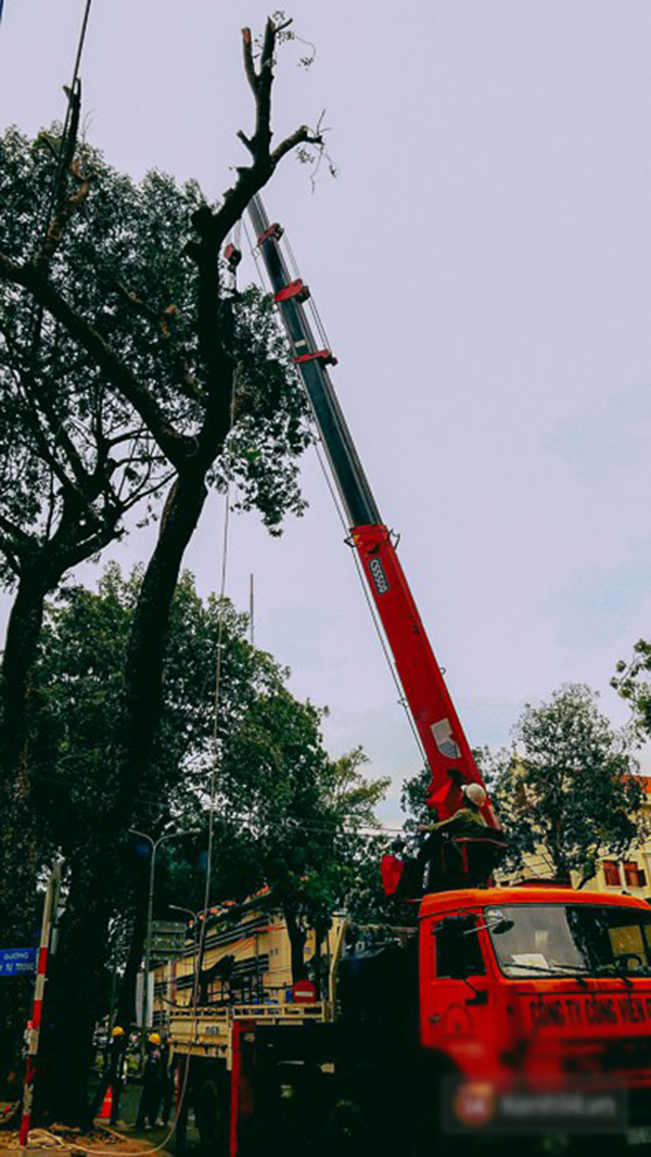 Chùm ảnh: Người Sài Gòn đặt hoa hồng trên gốc những hàng cây xanh bị đốn hạ ở đuờng Tôn Đức Thắng