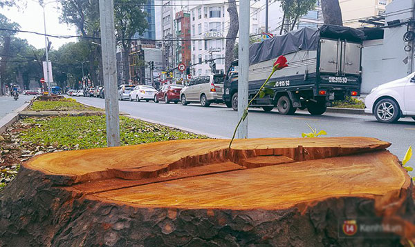 Chùm ảnh: Người Sài Gòn đặt hoa hồng trên gốc những hàng cây xanh bị đốn hạ ở đuờng Tôn Đức Thắng