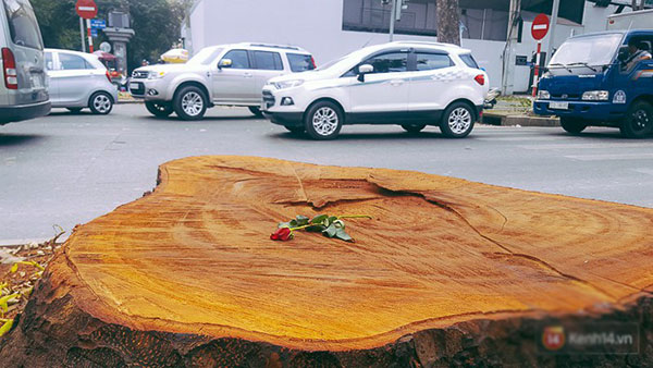 Chùm ảnh: Người Sài Gòn đặt hoa hồng trên gốc những hàng cây xanh bị đốn hạ ở đuờng Tôn Đức Thắng
