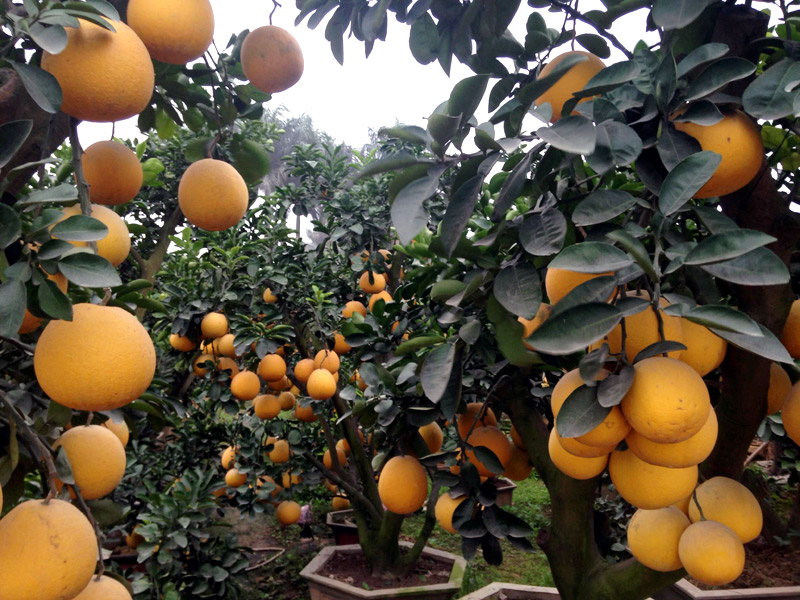 Bưởi cảnh tiền triệu: Hàng sạch chơi Tết, không sợ dính độc