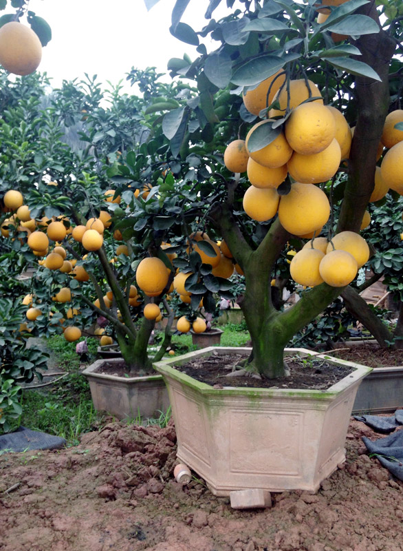 Bưởi cảnh tiền triệu: Hàng sạch chơi Tết, không sợ dính độc