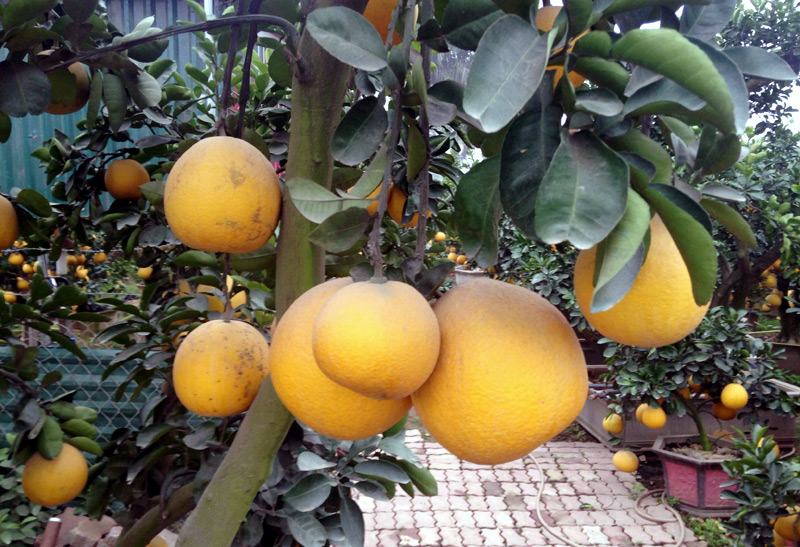 Bưởi cảnh tiền triệu: Hàng sạch chơi Tết, không sợ dính độc