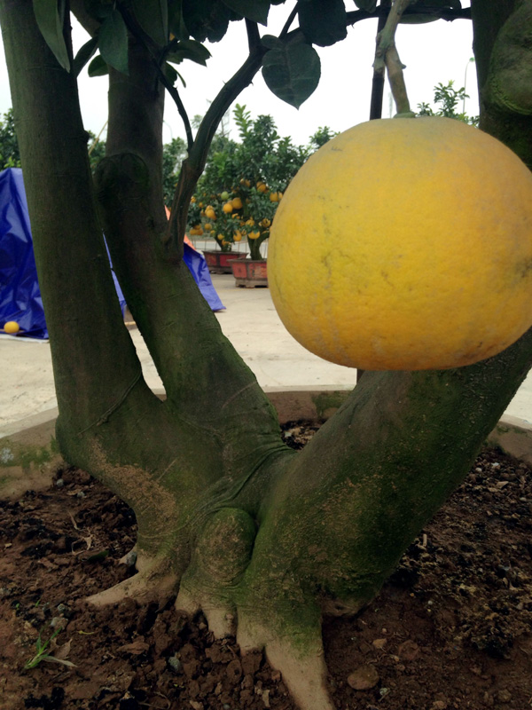 Bưởi cảnh tiền triệu: Hàng sạch chơi Tết, không sợ dính độc