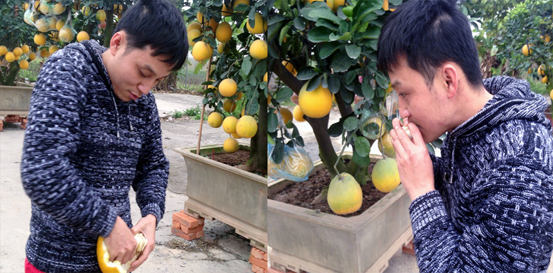 Bưởi cảnh tiền triệu: Hàng sạch chơi Tết, không sợ dính độc