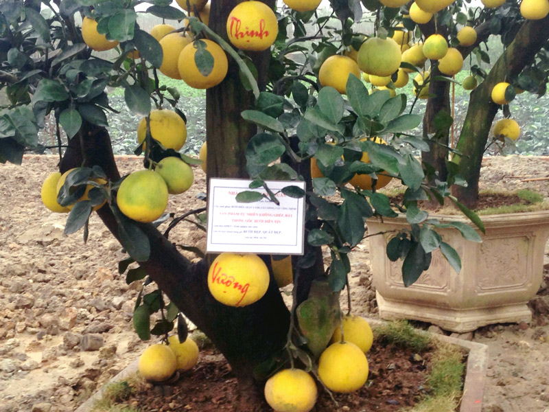 Bưởi cảnh tiền triệu: Hàng sạch chơi Tết, không sợ dính độc