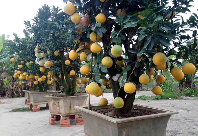 Bưởi cảnh tiền triệu: Hàng sạch chơi Tết, không sợ dính độc