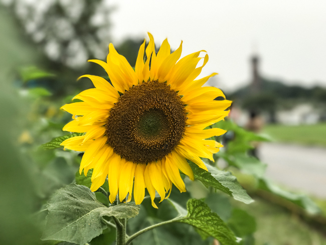 Ảnh: Ngay Hoàng thành Thăng Long có vườn hoa hướng dương đẹp nức nở Ảnh: Ngay Hoàng thành Thăng Long có vườn hoa hướng dương đẹp nức nở