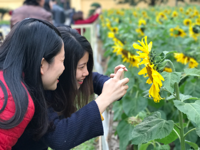 Ảnh: Ngay Hoàng thành Thăng Long có vườn hoa hướng dương đẹp nức nở Ảnh: Ngay Hoàng thành Thăng Long có vườn hoa hướng dương đẹp nức nở
