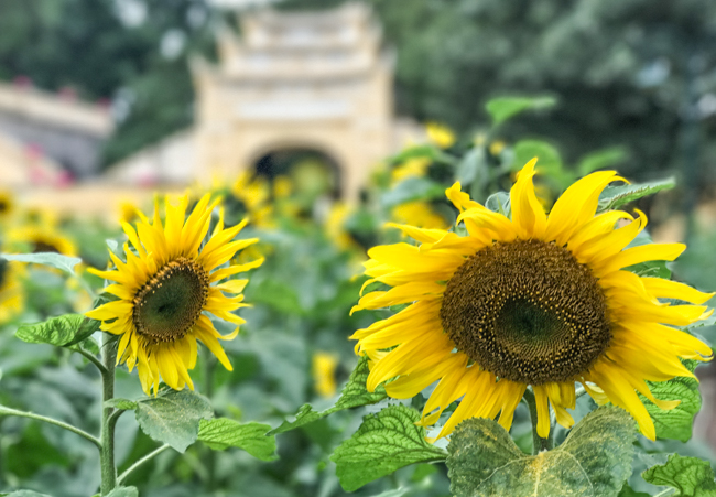 Ảnh: Ngay Hoàng thành Thăng Long có vườn hoa hướng dương đẹp nức nở Ảnh: Ngay Hoàng thành Thăng Long có vườn hoa hướng dương đẹp nức nở
