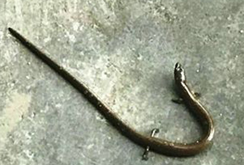 TT-Huế: Xôn xao rắn lạ có 4 chân bò vào quán cơm