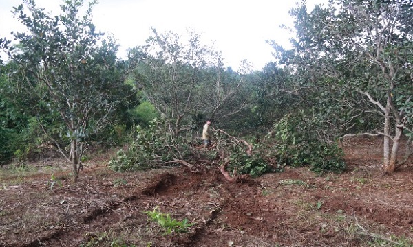 Vụ xả súng 16 người thương vong: Thanh tra dự án công ty Long Sơn