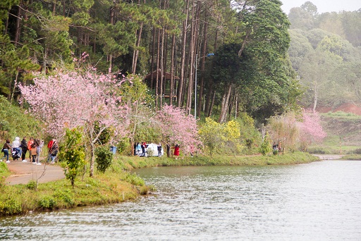 Hoa mai lai anh đào nhuộm hồng thung lũng núi rừng KonTum