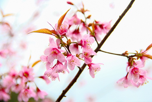 Hoa mai lai anh đào nhuộm hồng thung lũng núi rừng KonTum