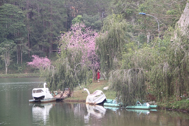 Hoa mai lai anh đào nhuộm hồng thung lũng núi rừng KonTum
