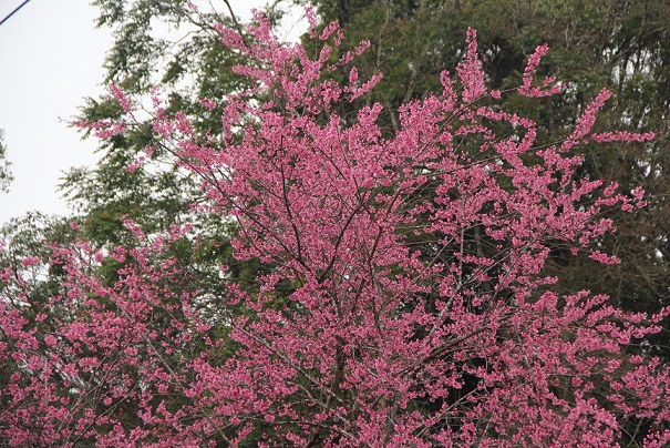 Hoa mai lai anh đào nhuộm hồng thung lũng núi rừng KonTum