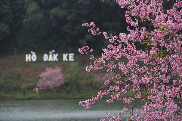 Hoa mai lai anh đào nhuộm hồng thung lũng núi rừng KonTum