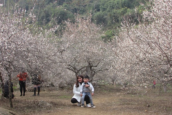 Ảnh: Ngỡ ngàng lạc vào thiên đường hoa trắng ở cao nguyên Mộc Châu